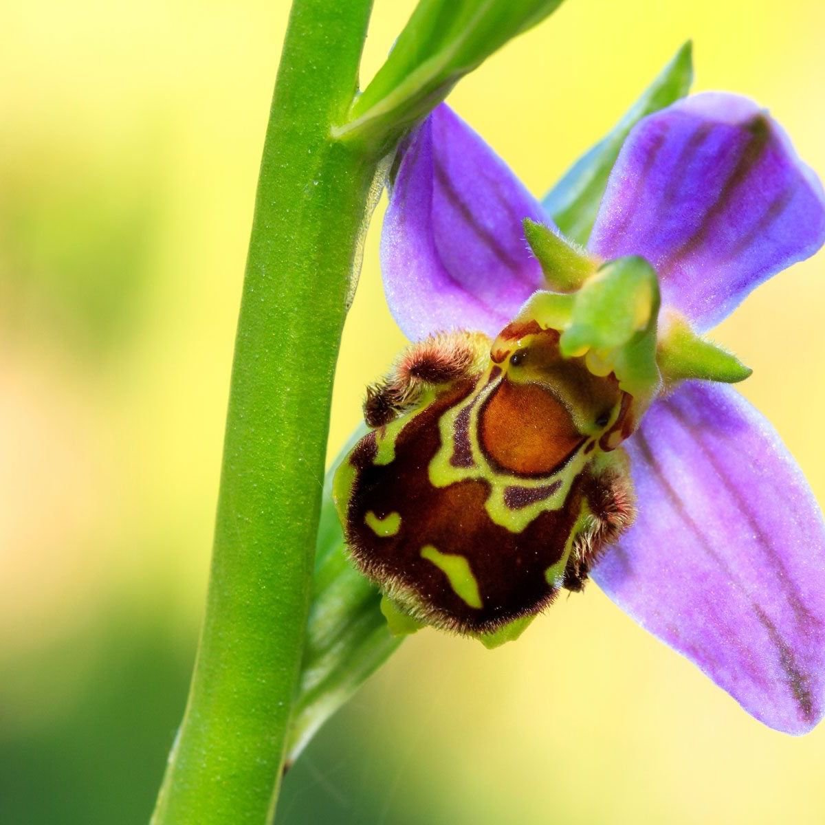 jellypastaa's tweet photo. kalian harus tau bee orchid 😀

ni bunga agak cerdik kalo diliat-liat. di mata lebah, dia ini kek lebah betina.

karna bentuknya kek lebah betina, jadi lebah jantan datang dan mencoba kawin dengan dia yang ga secara langsung bikin penyerbukan terjadi.

terus apa yang terjadi sama si lebah jantan? kan kalo beneran kawin, selain bisa melepas hasrat, si jantan juga bakalan mati.

nah ternyata, lebah jantan ga mati setelah "mengawini" bee orchid, cuma ya buang waktu aja dan merasa frustasi wkwkkwkw