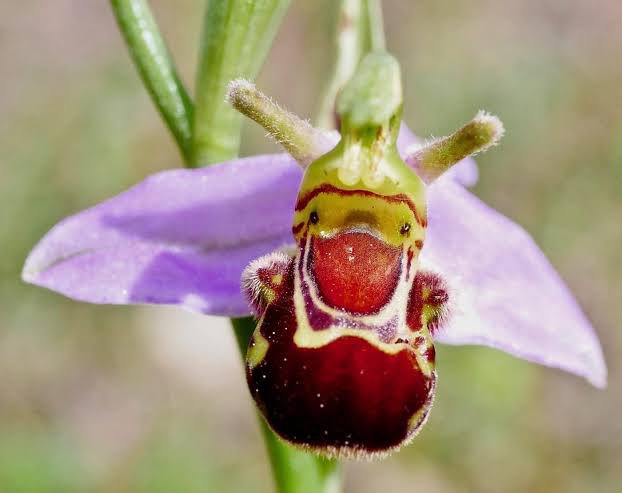 jellypastaa's tweet photo. kalian harus tau bee orchid 😀

ni bunga agak cerdik kalo diliat-liat. di mata lebah, dia ini kek lebah betina.

karna bentuknya kek lebah betina, jadi lebah jantan datang dan mencoba kawin dengan dia yang ga secara langsung bikin penyerbukan terjadi.

terus apa yang terjadi sama si lebah jantan? kan kalo beneran kawin, selain bisa melepas hasrat, si jantan juga bakalan mati.

nah ternyata, lebah jantan ga mati setelah "mengawini" bee orchid, cuma ya buang waktu aja dan merasa frustasi wkwkkwkw
