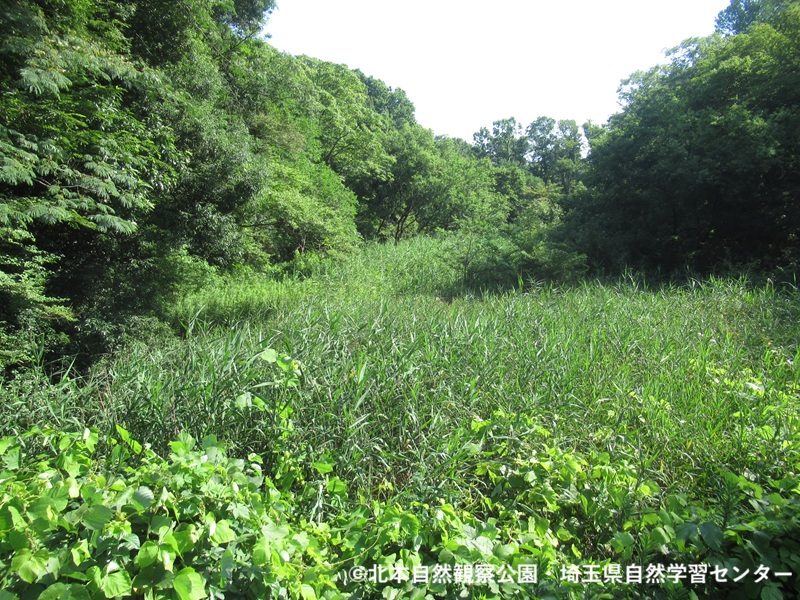 kitamoto_shizen's tweet photo. 2026年7月10日(金)　8:09 晴れ
ふれあい橋からの定点写真

自然学習センターは、本日19:30まで延長開館いたします🌙✨
熱中症対策をしてお越しください👒🌞

開館カレンダー
https://t.co/XD3TVo7ExH

#北本自然観察公園
#埼玉県自然学習センター https://t.co/zjP7OBg6ro