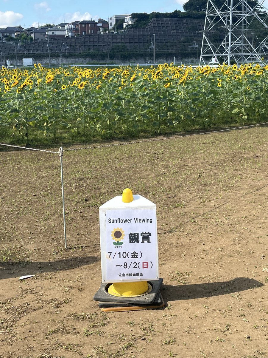 kappaeb48869242's tweet photo. やっと #佐倉ふるさと広場 の #ひまわり 畑の中から撮影できるようになりました。 https://t.co/Do2e5YxYsE