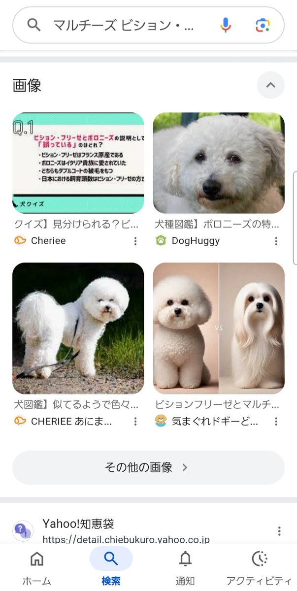 wkwkmir's tweet photo. わんパトでマルチーズに似てるけど全然違うのをよく見かけるんだけど調べてみたらビション・フリーゼという犬種だった。そんなのいるの知らなかった。小学生のときマルチーズ飼ってたから、そのあてつけというか、そういうことなんだろうけど、興味があったかもんで。
かわいいなw https://t.co/eOPwAViO5e