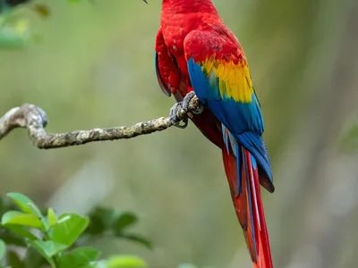 mixxydeez's tweet photo. I think people should draw parrot with a tail more often.. oh UU artist hear my prayers https://t.co/MT6K4jBkHT