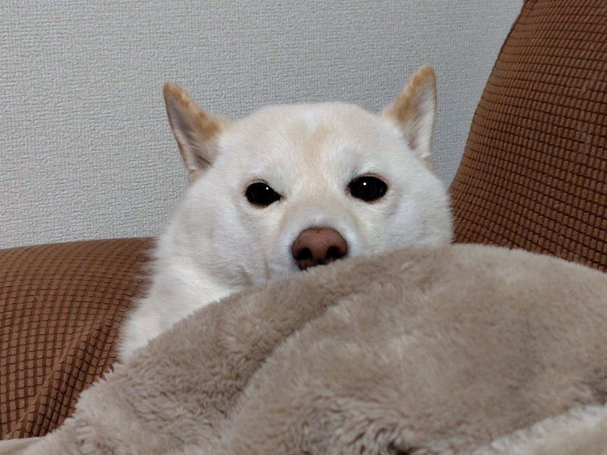 thundergotthard's tweet photo. ソファーの上で毛布に埋もれるカツオくん🐶🎵。#柴犬　#白柴 https://t.co/v3J2nr3Vqz