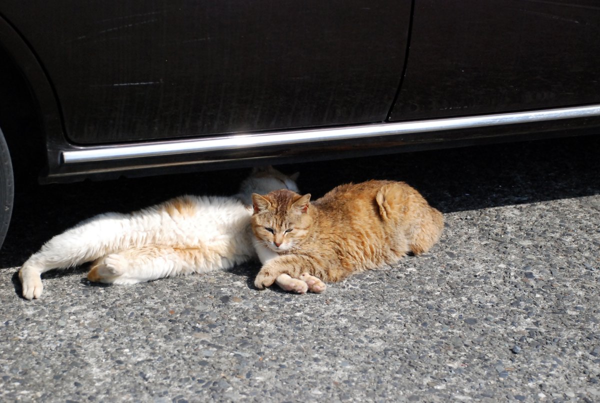 猫　他の方はご遠慮ください。 今日、猫に会えたら」