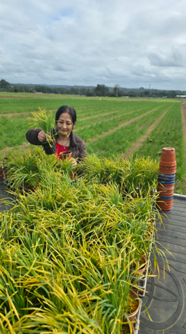 PbiCobbitty's tweet photo. From inoculated plants to field trials, disease is now establishing across the NVT trial @davs_singh areas at PBI Cobbitty, supporting the assessment of disease response and varietal performance under inoculated field conditions @GRDC_NVT @theGRDC @GRDCNorth @mumchh @MattWillrust https://t.co/V9aBhkv95X