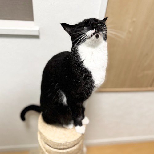 catsitterLien's tweet photo. ヒョコッ🐾

#猫 #猫好きさんと繋がりたい #猫のいる暮らし #お留守番猫さん  #キャットシッターりあん

 #こはくちゃん https://t.co/BwRMlmTDJK