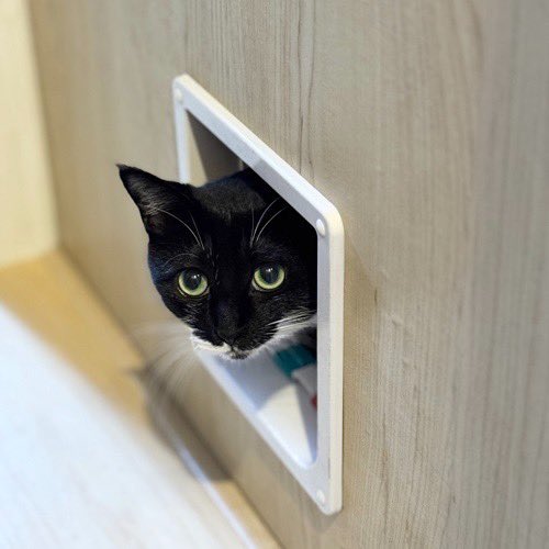 catsitterLien's tweet photo. ヒョコッ🐾

#猫 #猫好きさんと繋がりたい #猫のいる暮らし #お留守番猫さん  #キャットシッターりあん

 #こはくちゃん https://t.co/BwRMlmTDJK