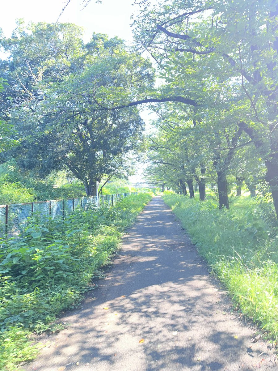 Apolloo72's tweet photo. これはもう梅雨明け？な金曜日にちょっと早起きしてテレワークのウォーミングアップ的な30分のランニング😅💦
木陰がありがたい季節になってきました。ありがとう樹々達よ🌳🌳🙏🌳🌳 https://t.co/E6ZHSC7npZ