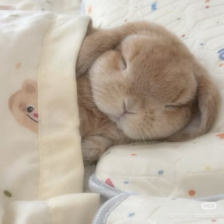 bnuybunny's tweet photo. 💤💤 https://t.co/KSHADlKgDY