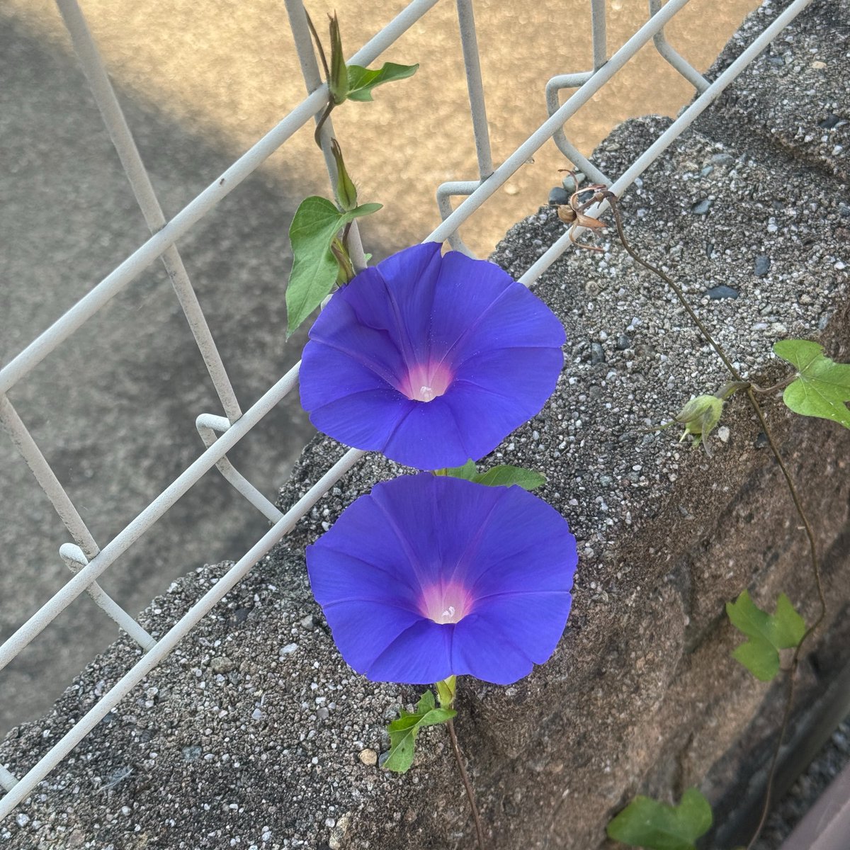 yuukr3's tweet photo. 放置状態のプランターで毎年逞しく生命を繋いでいる宇宙アサガオの子孫。年々色が濃くなっていく。 https://t.co/BSikR0qQGt
