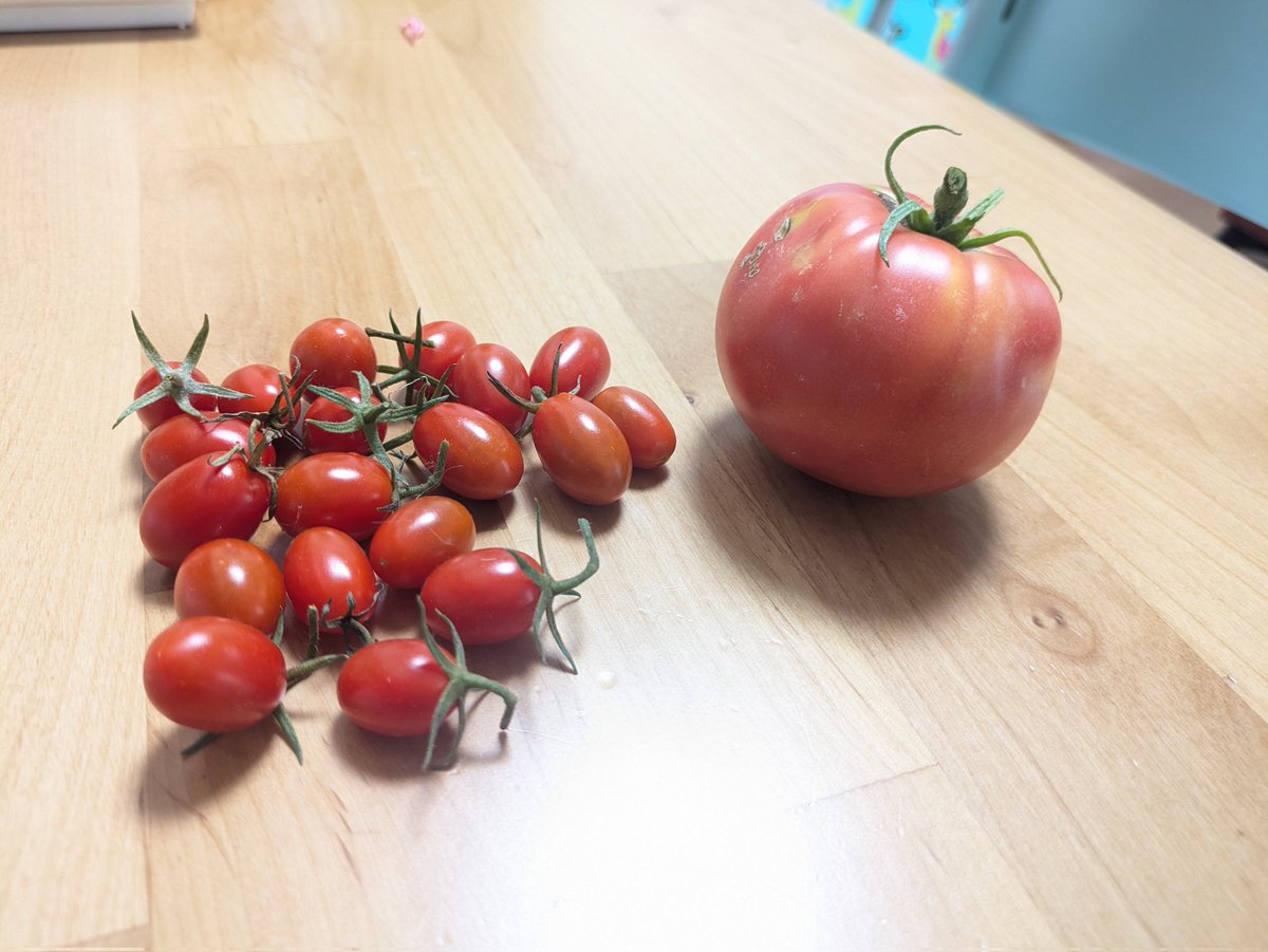 BND7's tweet photo. 今日の収穫物 https://t.co/EW4lY78yM7
