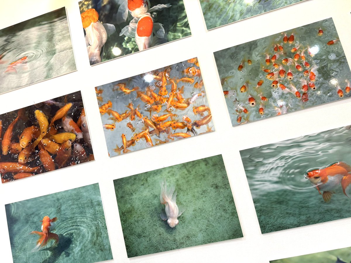 baconcoltd's tweet photo. 【本日スタート】#ペンぎょ展 2026

ペンギンと金魚の魅力を切り取った、個性豊かな作品が大集合🐧🐠

写真作品からここでしか出会えないグッズまで、涼しげで癒しあふれる世界をぜひ会場でお楽しみください。

📍TGS.東京
📎https://t.co/1S1rgiFEYt
📅~7/26(日)まで

#東京イベント #金魚イベント #ペンギンイベント