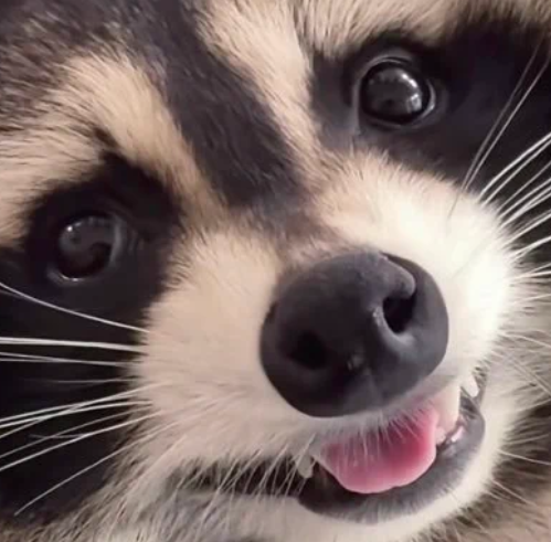 Post by Why you should have a Raccoon on X: :D