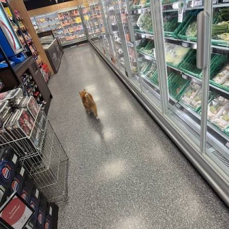 CatInStock's tweet photo. Here’s photo from CCTV of me going back to the shelf. https://t.co/WXtBr0EuIa