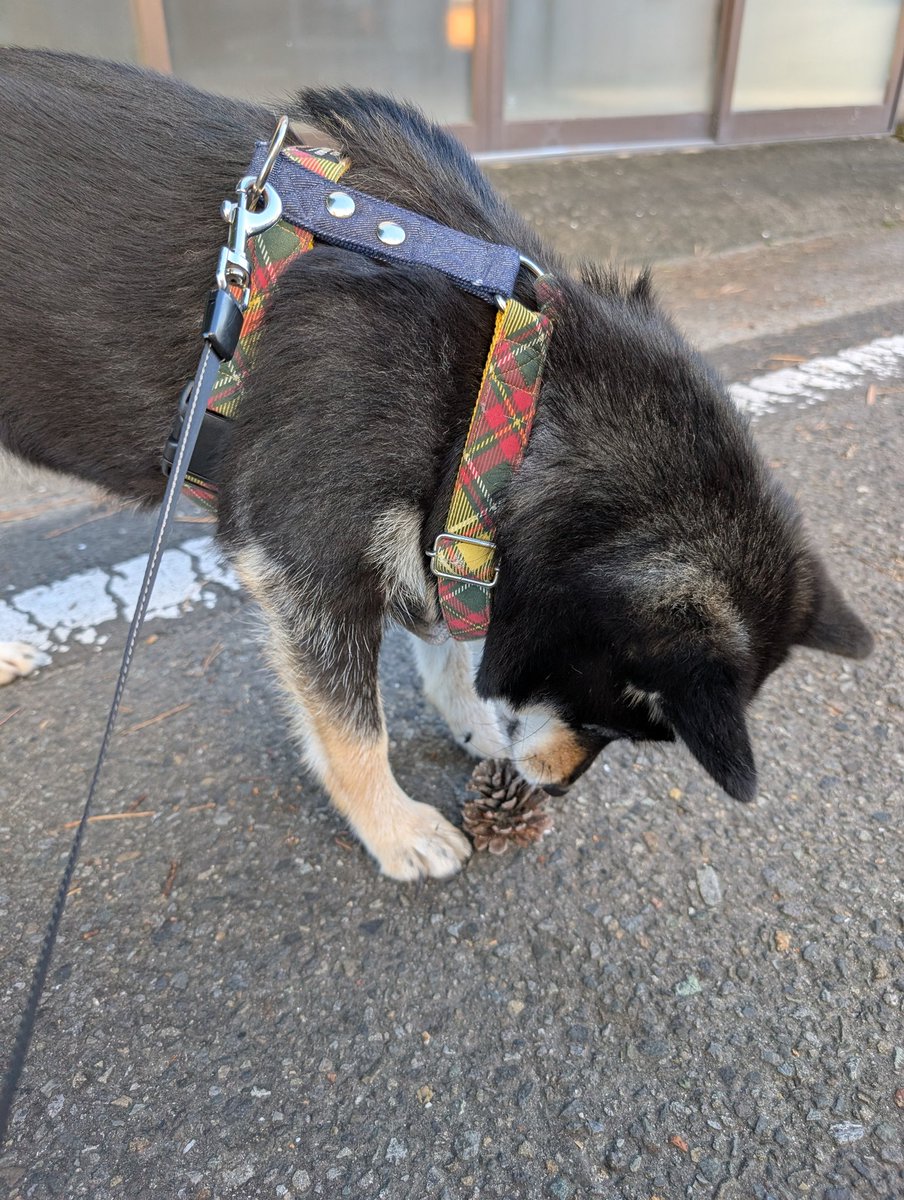 uma0432's tweet photo. おはようございます☀
今朝は朝んぽ中に松ぼっくりを見つけて夢中でかじりつくももでした😄
#柴犬との暮らし　
#柴犬　#黒柴　＃黒柴もも https://t.co/FQzirViwhY