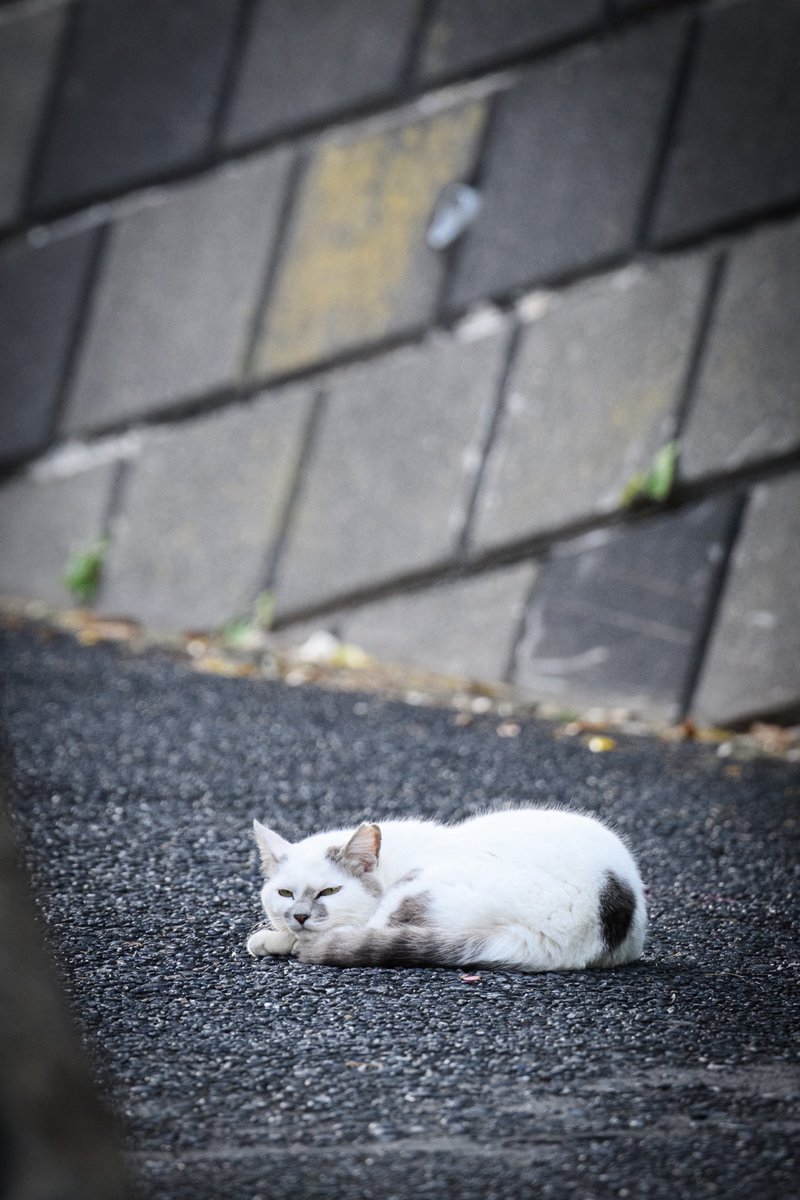 島の猫コレクション③ #z8 #Nikon #photography