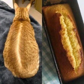 cat_postin's tweet photo. perfect loaf of bread https://t.co/XC769sWcGr