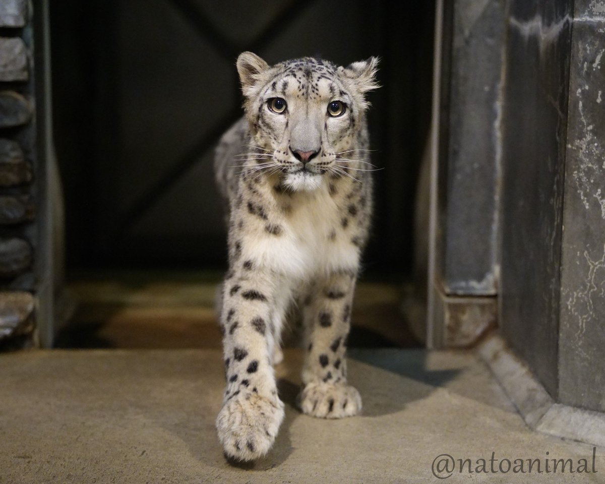 natoanimal's tweet photo. ヒメル
（2026.6.13）
#いしかわ動物園 #ユキヒョウ #ヒメル #snowleopard https://t.co/V6Fl1cl6XX