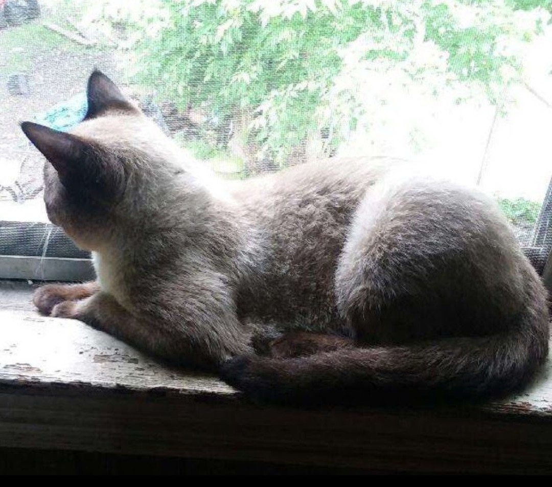 Ghostly_PsX's tweet photo. @ShiinaBR It's cute but I still wish fortnite would add a Siamese cat 😔 https://t.co/D6TVoe0Df4
