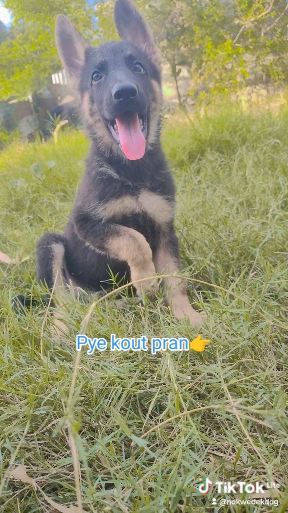 WillG_Money's tweet photo. Berger Allemand à vendre 
Epi kisa anko !!!
No Kwèdèk. https://t.co/YvBKhKImdb