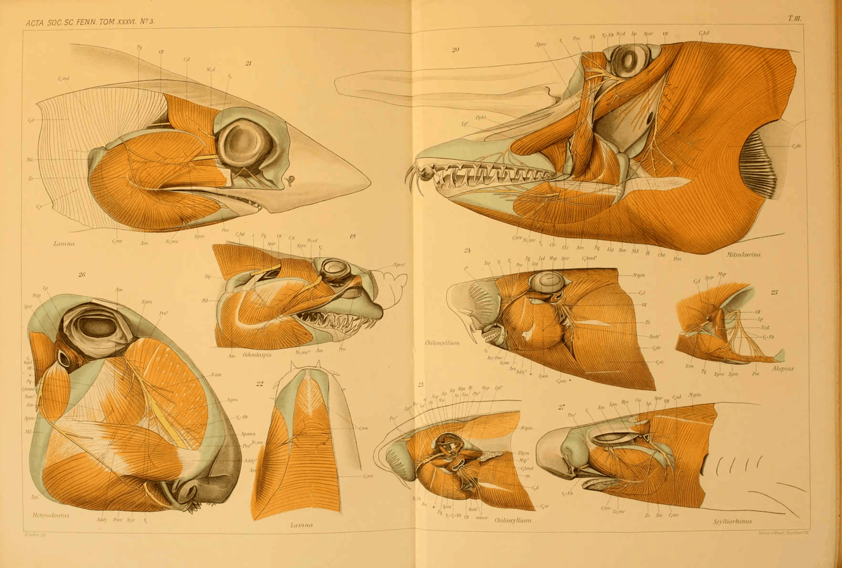 TylerGreenfieId's tweet photo. Incredible musculature/innervation studies of various sharks, from Luther (1909). https://t.co/VSaPkxOkUz