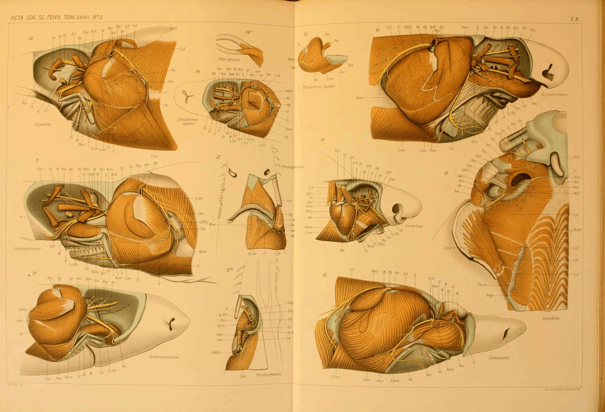 TylerGreenfieId's tweet photo. Incredible musculature/innervation studies of various sharks, from Luther (1909). https://t.co/VSaPkxOkUz