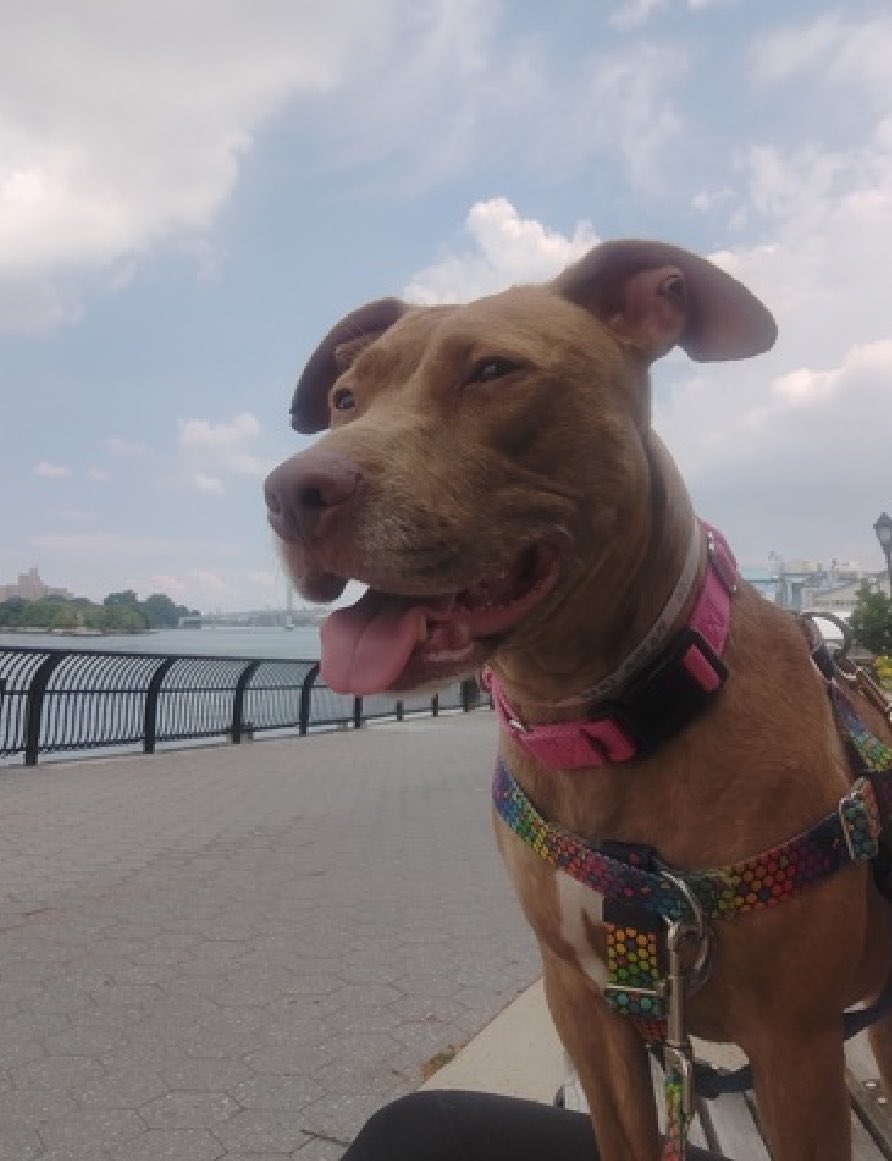 Quinnqueens's tweet photo. Mama Coco
#219456 Listed TBK 7/11/26
3 yr female at Manhattan ACC

Adorable girl was returned from ACC foster, saying she is fearful. Foster also states Mama Coco is happiest when relaxing by your side, she’s incredibly loving and has so much love to give others. She’s highly kennel reactive and has a wound on her ear that’s healing. Needs exp all adult home with a patient person to teach her to trust. She will blossom with understanding and love.💖
FYI…She loves a yummy 😋 pup cup too! 

✔️Foster in the Northeast 
✔️#Pledge4Rescue 
https://t.co/NY45M8uDUF