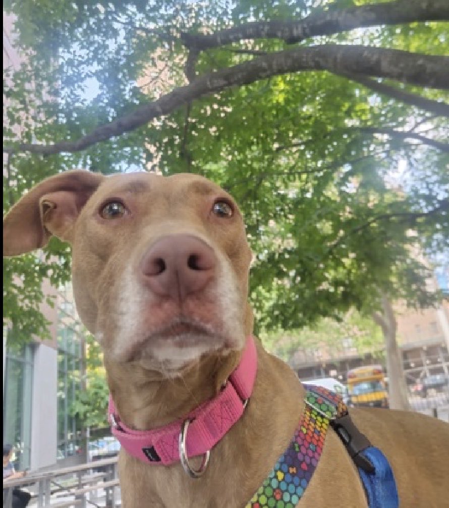 Quinnqueens's tweet photo. Mama Coco
#219456 Listed TBK 7/11/26
3 yr female at Manhattan ACC

Adorable girl was returned from ACC foster, saying she is fearful. Foster also states Mama Coco is happiest when relaxing by your side, she’s incredibly loving and has so much love to give others. She’s highly kennel reactive and has a wound on her ear that’s healing. Needs exp all adult home with a patient person to teach her to trust. She will blossom with understanding and love.💖
FYI…She loves a yummy 😋 pup cup too! 

✔️Foster in the Northeast 
✔️#Pledge4Rescue 
https://t.co/NY45M8uDUF