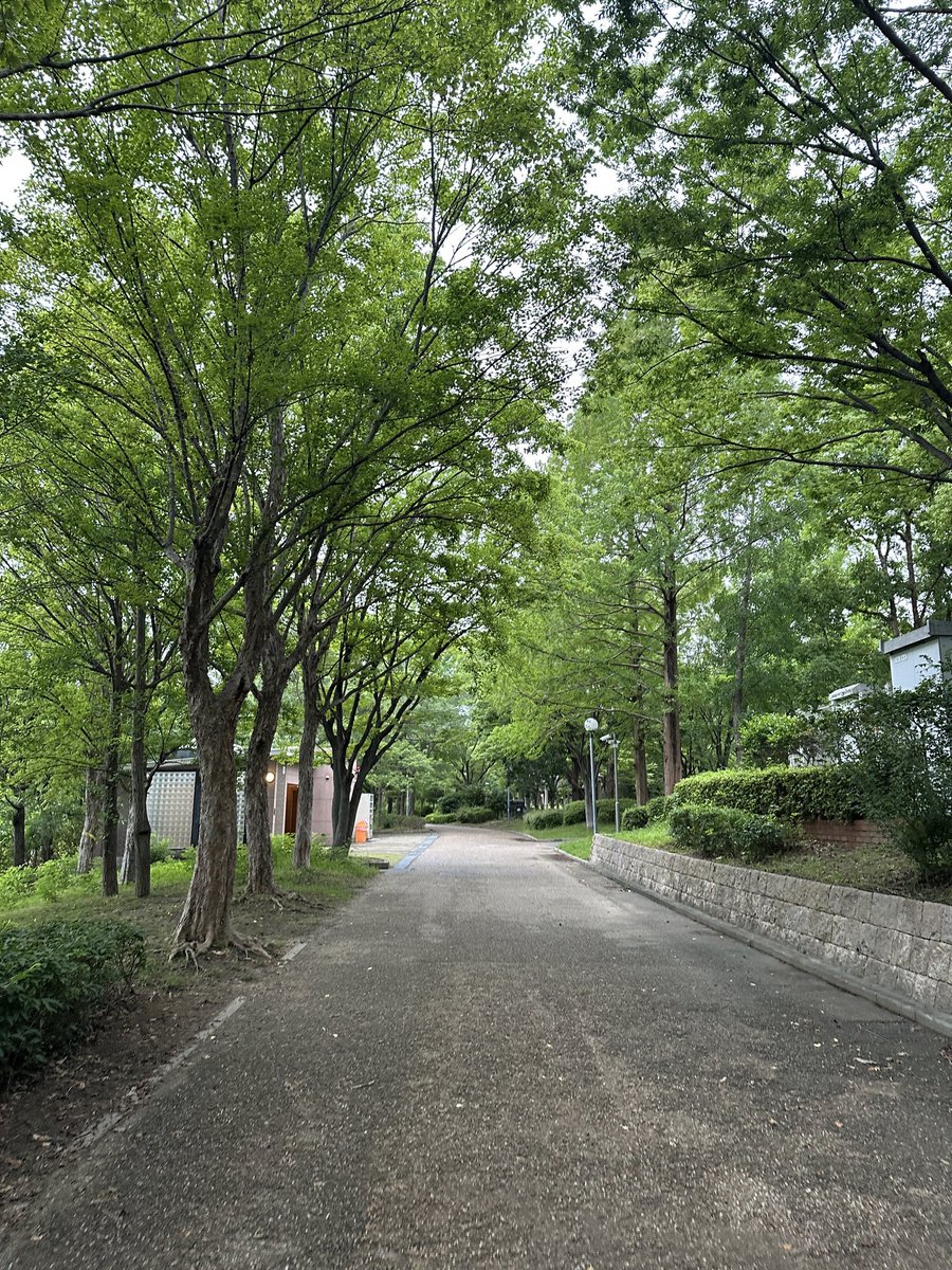tufield_record's tweet photo. おはようございます。

今朝は早朝から鶴見緑地をウォーキングしてきました。
緑のトンネルのような道を歩くと、朝から頭も少しすっきりします。

本日7/10(��)も、TU fieldは9:00〜18:00で営業しております。

店内ではレコード整理・査定を進めながら、レコード・CD・オーディオの買取相談を承っております。

本日も一枚ずつ丁寧に拝見してまいります。

#TUfield #レコード買取 #オーディオ買取 #CD買取 #大阪市都島区 #大阪レコード買取 #出張買取 #宅配買取 #店頭買取 #鶴見緑地 #朝ウォーキング