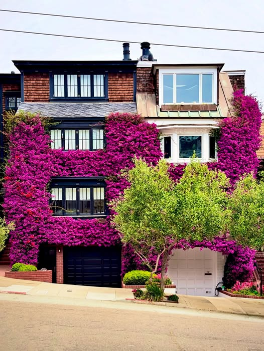 Georgia998044's tweet photo. The bougainvillea is blooming around San Francisco. This house on Union Street brightens up an otherwise gray day in Cow Hollow. https://t.co/eRAs9Rdeqj