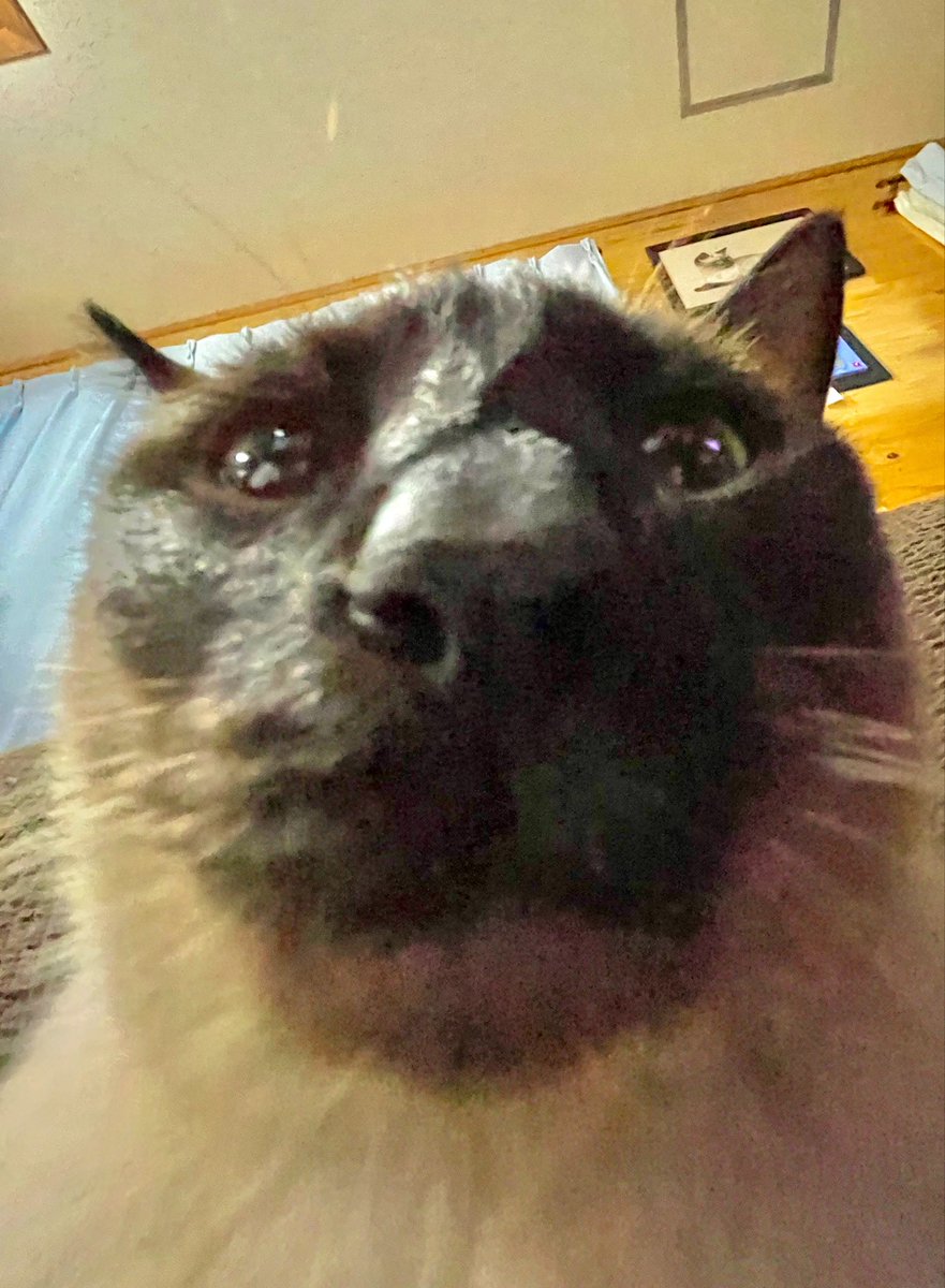 nu8kp's tweet photo. 俺ん家の猫見て https://t.co/nZMMCyG2W4