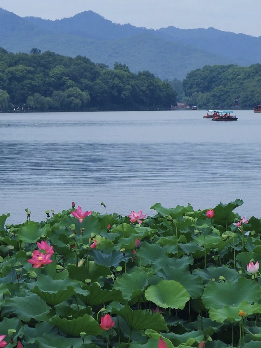 dingdong_2008's tweet photo. 毕竟西湖六月中，风光不与四时同。
接天莲叶无穷碧，映日荷花别样红。
—— 宋·杨万里《晓出净慈寺送林子方》
#诗画中国 https://t.co/aWDdN9IEIK