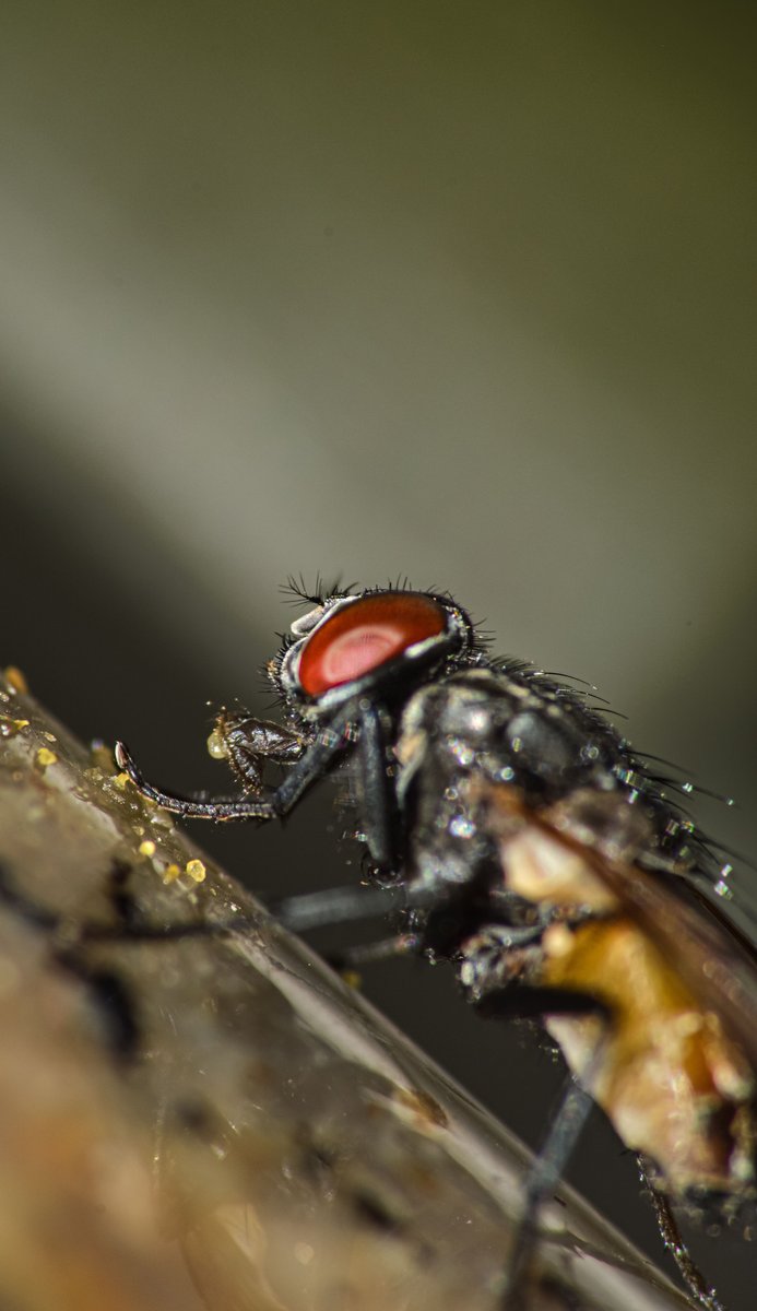 traumatogeek's tweet photo. ¿Sufren los insectos cuando los matas?
Puede ser una pregunta seria. O no... Te dijeron que si no tienen esqueleto, no tienen dolor. Que un mosquito no puede sufrir porque no hay hueso. Tú tienes periostio, la membrana que envuelve el hueso, y es de los tejidos que más duelen en todo el cuerpo. Un golpe en la espinilla te lo confirma.

Pero quería contarte lo de Descartes.
En 1637 decidió que los animales eran “autómatas”. Máquinas de carne sin nada dentro. Y no se quedó en la teoría: en la Francia del siglo XVII algunos de sus seguidores clavaban perros vivos a madera para estudiar su circulación sanguínea, convencidos de que los aullidos eran solo un mecanismo, como el crujido de un reloj. Total, era una máquina gritando.

Cuatrocientos años después seguimos discutiendo lo mismo, pero con mosquitos. Y (giro inesperado de los acontecimientos) resulta que sí tienen nociceptores (sensores de dolor). Lo que todavía no sabemos es si eso se traduce en sufrimiento consciente o sólo en un reflejo, como apartar la mano del fuego. Puede que no tengan forma de sentir lo que tú entiendes por dolor.

Así que no sé si hay que hacer caso a budistas e hinduistas y dejar en paz a la mosca (por si las moscas). Pero sí sé una cosa: la ciencia lleva cuatro siglos cambiando de opinión sobre quién merece compasión.

#LaTraumatologaGeek