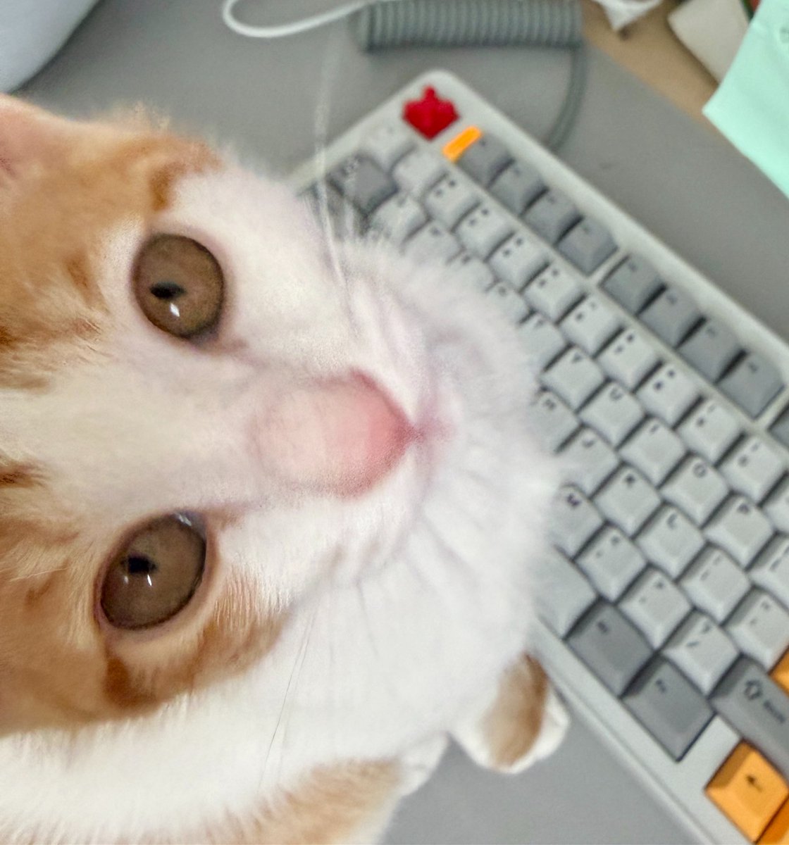 lachata_cat's tweet photo. 그만봐~~~~!!!!!!!!
콤퓨타 중독될라. https://t.co/3QKYvmCjpm