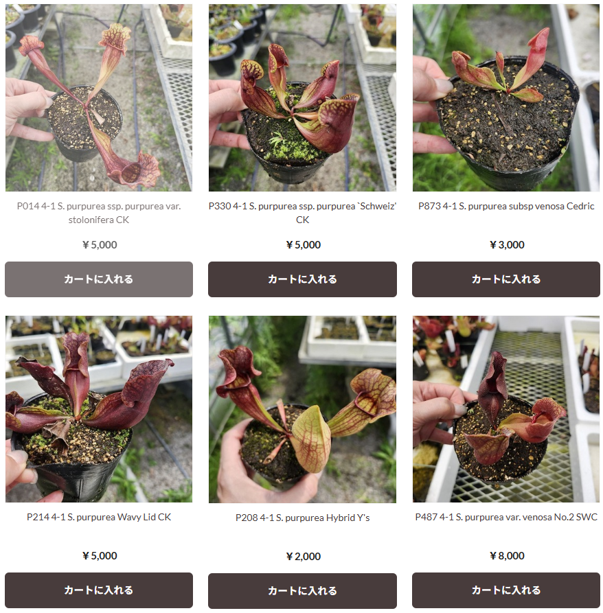 山田食虫植物農園 @『食虫植物と温室と犬のいる生活🐕🌿』 (@y_exotics
