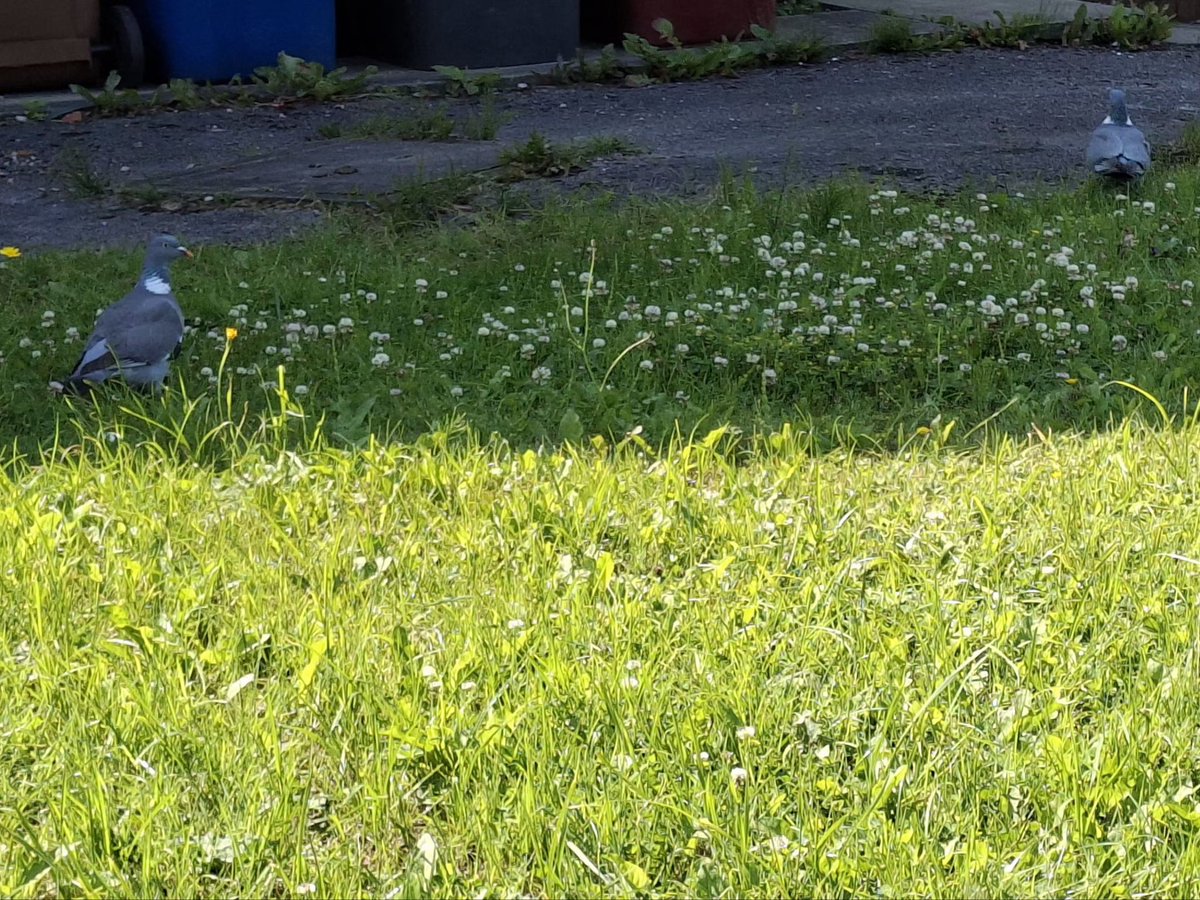 CAYMUSOCAUGHEY's tweet photo. @CAYMUSOCAUGHEY 🐦
Random Mr Pigeons
#Random #Bird #Birds #Nature #Wildlife #BirdsOfTwitter #FeedTheBirds #Pigeon #Pigeons #Dove #Doves #WoodPigeon #WoodPigeons #commonWoodPigeon #CommonWoodPigeons #LittleThingsMatter #PigeonsOfTwitter https://t.co/kf0hguxrgz