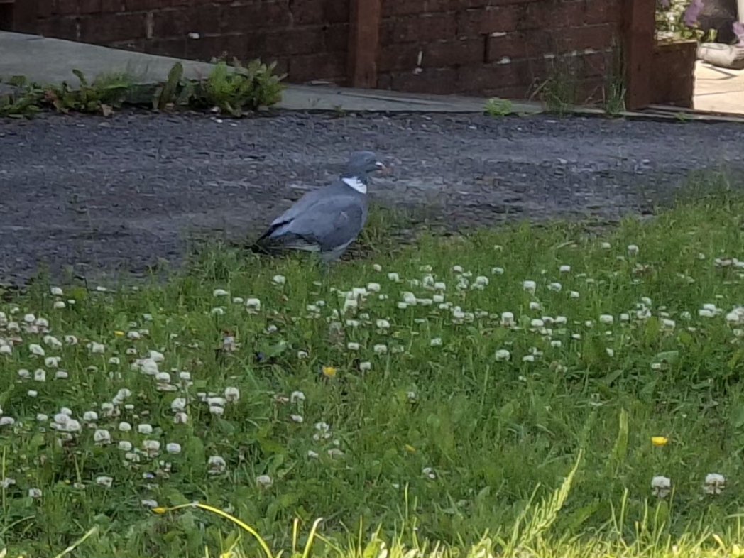 CAYMUSOCAUGHEY's tweet photo. @CAYMUSOCAUGHEY 🐦
Random Mr Pigeons
#Random #Bird #Birds #Nature #Wildlife #BirdsOfTwitter #FeedTheBirds #Pigeon #Pigeons #Dove #Doves #WoodPigeon #WoodPigeons #commonWoodPigeon #CommonWoodPigeons #LittleThingsMatter #PigeonsOfTwitter https://t.co/kf0hguxrgz