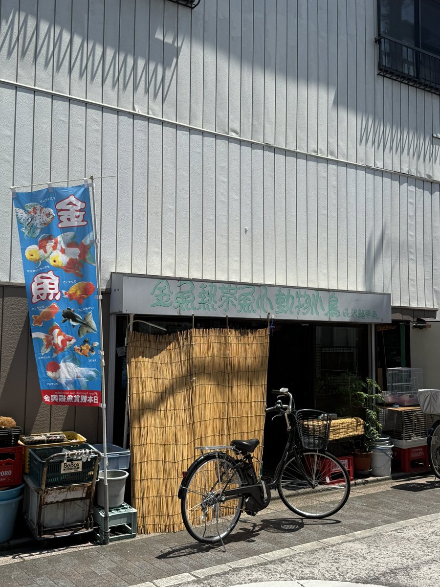 oo_murasan's tweet photo. 喜沢熱帯魚店(戸田市)、お店で生まれた子ウーパールーパーがたくさんいた。
https://t.co/SHuaWPqMVU https://t.co/uPqAwdvQw7