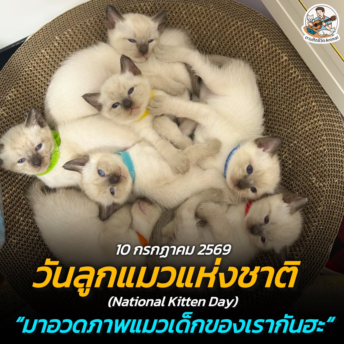 AnimalFW_TH's tweet photo. สุขสันต์วันลูกแมวแห่งชาติฮะ ไม่ว่าเค้าจะโตแค่ไหนแต่ในสายตาเราก็ยังตัวเล็กตัวน้อยตลอดไป 😳🫣🥰

วันนี้ 10 กรกฎาคม เป็นวันลูกแมวแห่งชาติ (National Kitten Day) ฮะ ซึ่งเป็นวันที่จัดขึ้นครั้งแรกในสหรัฐอเมริกา เพื่อส่งเสริมการรับเลี้ยงและดูแลน้องแมว โดยเฉพาะน้องแมวจรทั้งหลายที่กำลังรอคอยบ้านที่อบอุ่น 😇

วันลูกแมวแห่งชาติมีจุดประสงค์เพื่อให้พวกเราทุกคนตระหนักถึงความสำคัญของการดูแลน้องแมวอย่างถูกวิธี และช่วยกันแก้ปัญหาน้องๆ ที่ถูกทิ้ง แม้จะเริ่มต้นในสหรัฐอเมริกา แต่ตอนนี้หลายประเทศทั่วโลกรวมถึงประเทศไทยก็ร่วมเฉลิมฉลองด้วยความเอ็นดูเช่นกันฮะ (อ้างอิงข้อมูลจาก: วันสำคัญสากล National Day Calendar)

ถึงแม้น้องเหมียวที่บ้านเราจะกินเก่งจนตัวโตล้นกระบะทรายไปแล้ว แต่พวกเขาก็ยังเป็นเด็กน้อยน่ารักในสายตาเราเสมอ 

ไหนๆ วันนี้ก็เป็นวันของเด็กๆ แล้ว... ใครมีรูปวัยเด็กของเจ้านายตัวแสบที่บ้าน เอามาแชร์ให้แอดเพาและเพื่อนๆ ดูหน่อยฮะ

เรียบเรียง 🖋️ แอดเพา
#แมว #หมา #ทาสแมว #อาณาจักรสัตว์โลก #ตามติดชีวิตAnimal