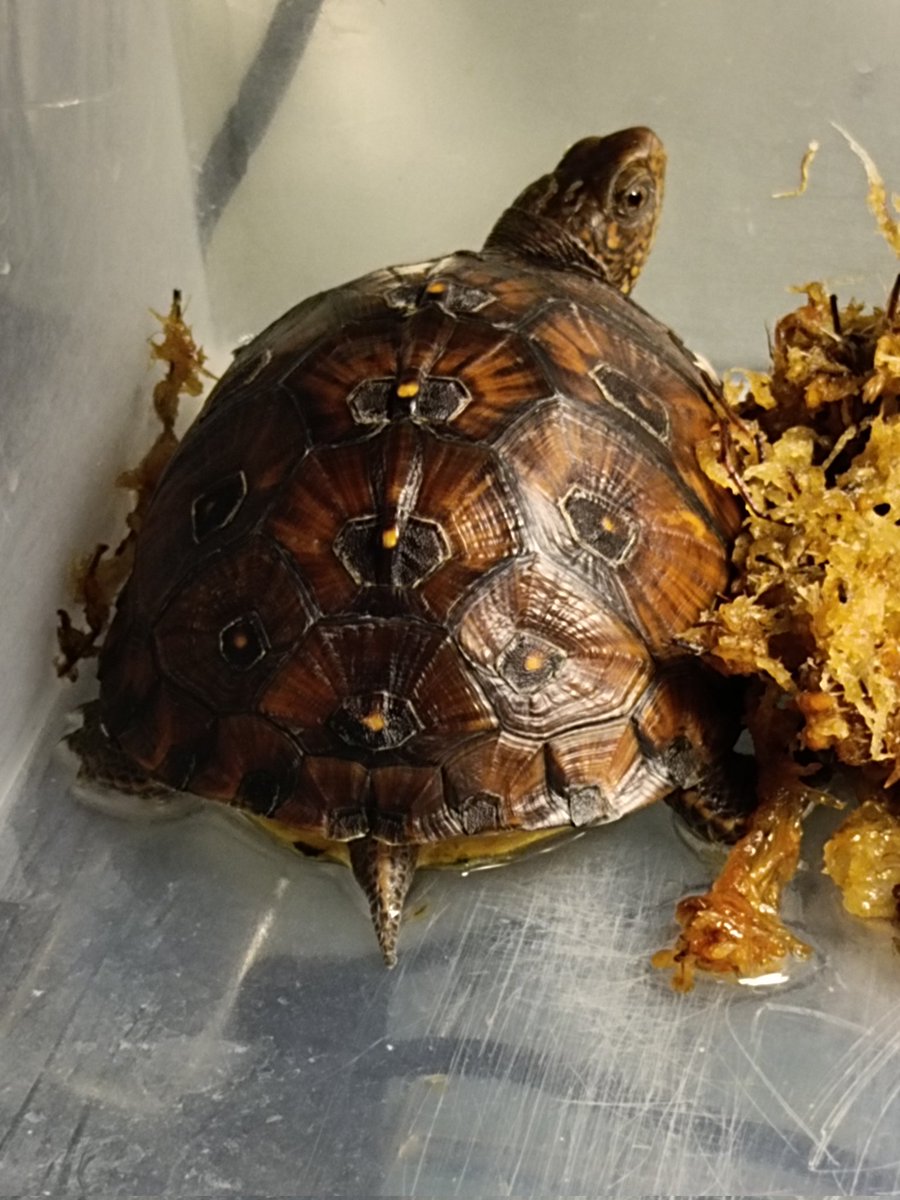 Toge93728619's tweet photo. 年始にももれおんでお迎えしたトウブさん大きくなったなぁ🐢 #ももれおん https://t.co/gPRvri8Iat
