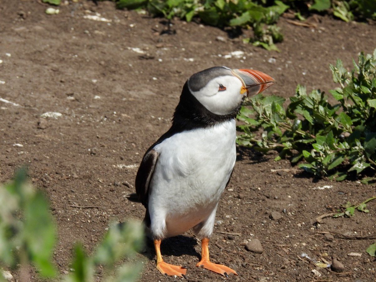 tutty352's tweet photo. A few more characters from yesterday’s trip to Inner Farne. https://t.co/BsLIPWbk5q