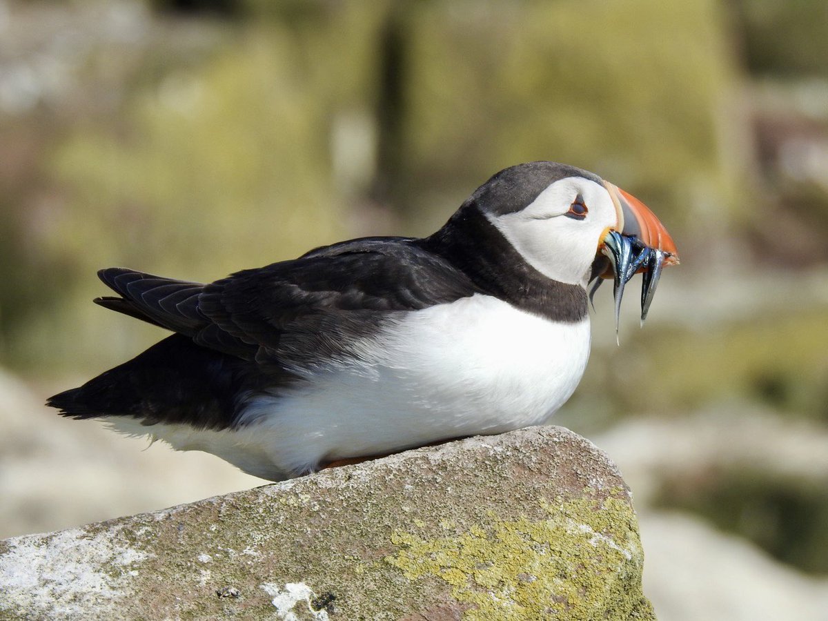tutty352's tweet photo. A few more characters from yesterday’s trip to Inner Farne. https://t.co/BsLIPWbk5q