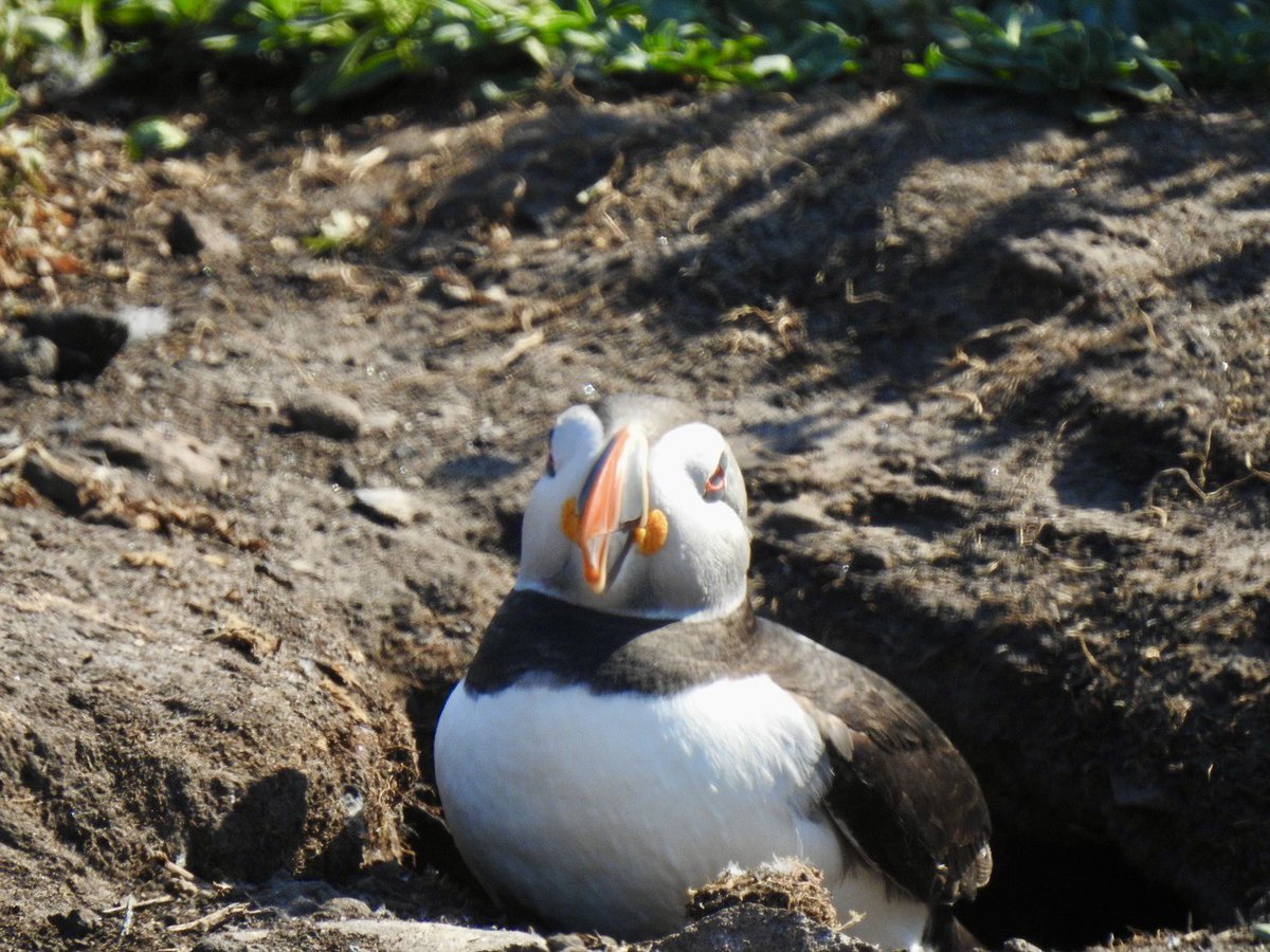 tutty352's tweet photo. A few more characters from yesterday’s trip to Inner Farne. https://t.co/BsLIPWbk5q