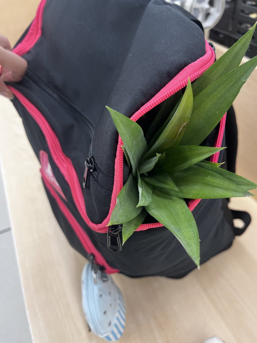 maimoe4's tweet photo. てぃばーてぃばーのリュックすごいわ
急なパイナップルにも対応できる🍍
ありがとうゆかりん💓🙏 https://t.co/RFGZ67mpBS