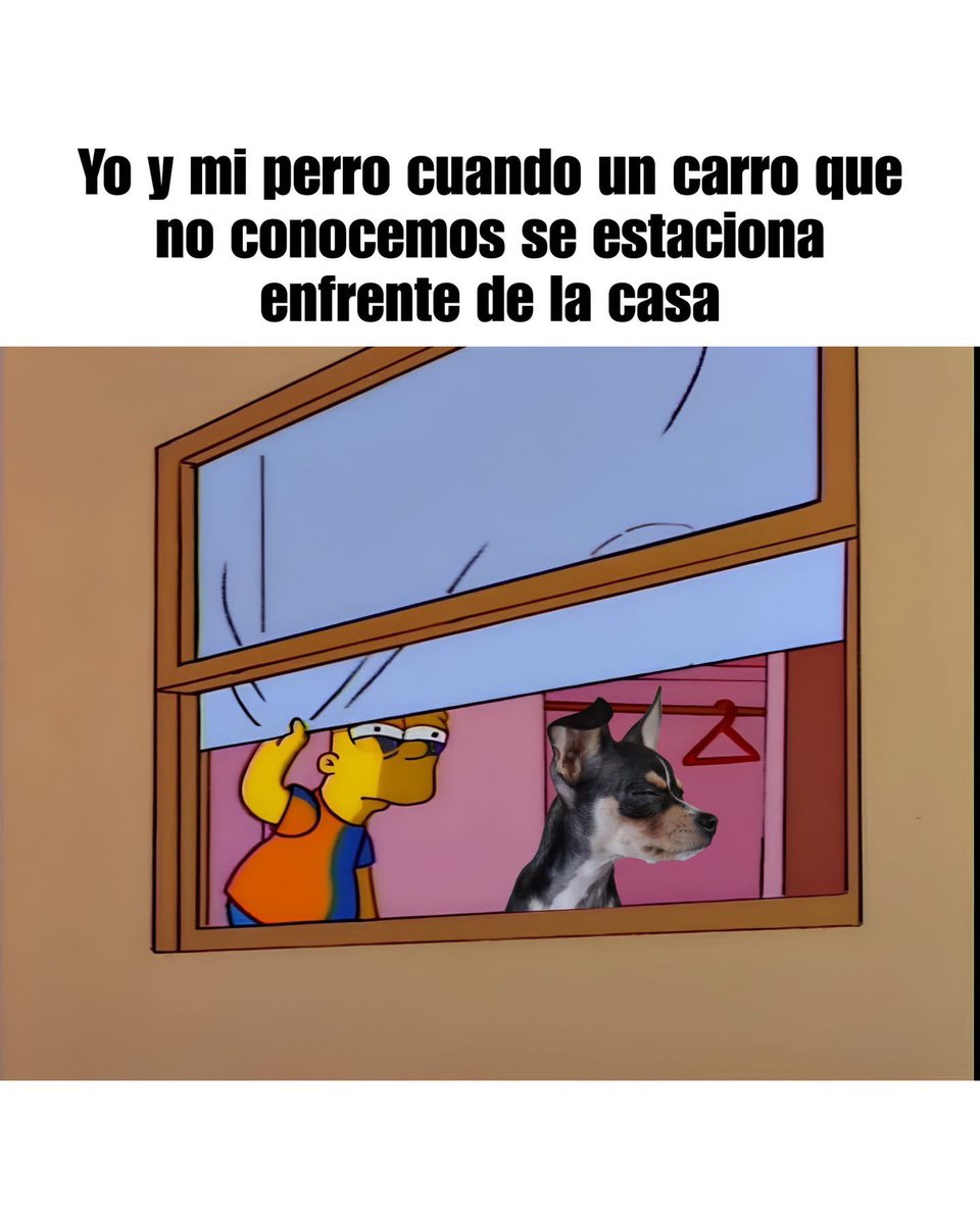 plusmascotas's tweet photo. https://t.co/sm9IYwTBX1
