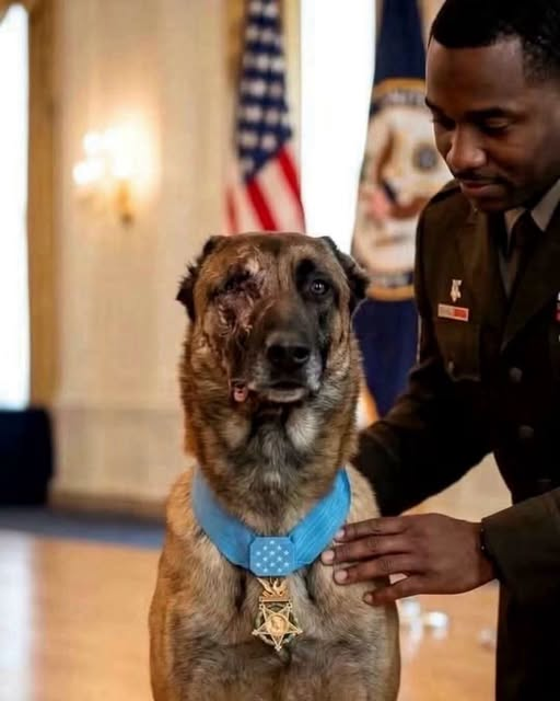 SoolDeDiego's tweet photo. This is K9 Valor. He saved 47 soldiers. He survived a suicide bomber, then went on to stop three more, fighting tooth against knife. In the end, he placed himself between an explosion and his handler.
The blast shattered half his face. He lost his left eye and ear🥹🥹 https://t.co/WOAC4d2kEW