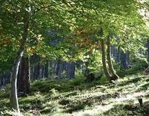 Antoni_Gelonch's tweet photo. Netejar el sotabosc, fer franges d protecció i intercalar conreus i bosc fent d tallafocs ara en diuen “canvi d paradigma”.Aixo ho han fet els pagesos sempre, xò indica el grau d desconnexió dls buròcrates. El q cal és q coneguin el país i escoltin i facin cas a la gent q hi viu! https://t.co/Lh1XPDP6f5