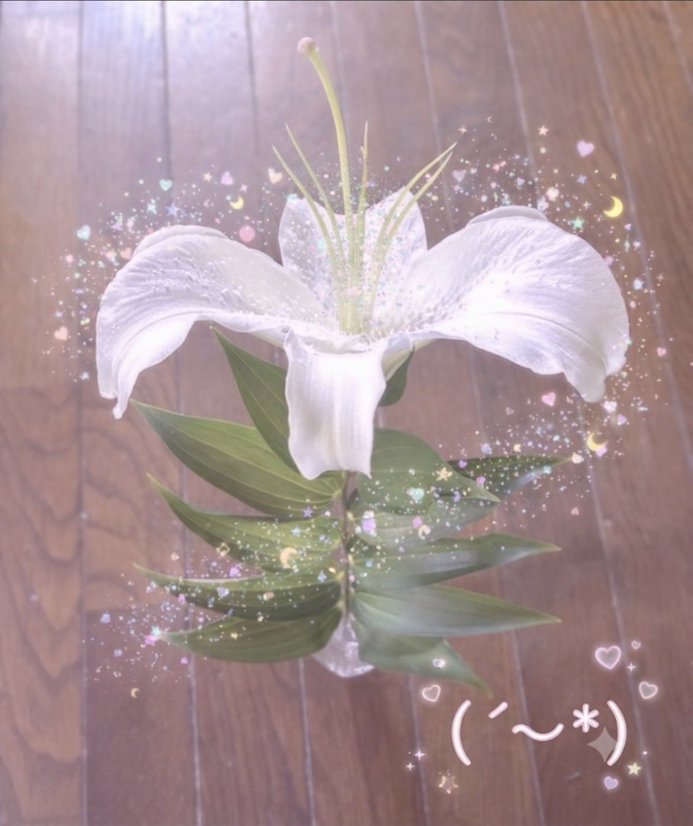 sumireIBERIS's tweet photo. カサブランカが咲きました(˶´ᵕ`˶)🌱 https://t.co/HTmpfC7mKD