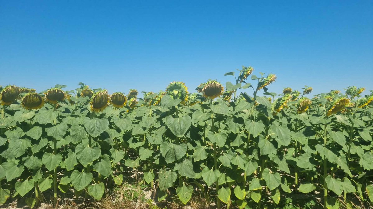 bubu1664's tweet photo. 2 1ere photo ru 60
Ru 100 sur le tournesol et le maïs bien vert
Et les pallices fermer vos gueules avec sa
#agriculture #CornLovers #sécheresse #canicule #reccord 1976 est enterré par 2026 https://t.co/XncHOtb1Ws