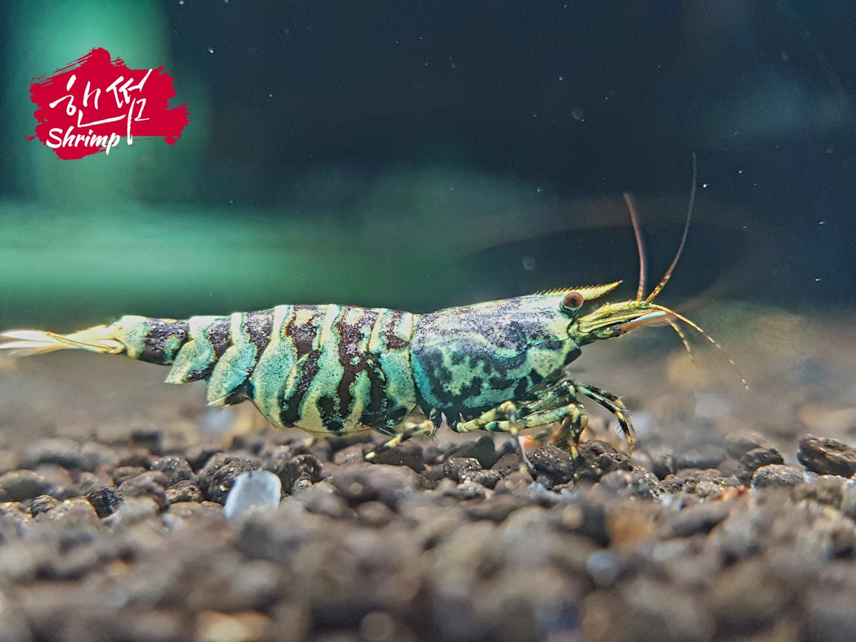 jangche48314155's tweet photo. Metallic Mint Tiger
#shrimptank #caridina #oePurple #shrimpbreeding #shrimpbreeder #beeshrimp #shrimpaquarium #aquarium #aquariumplants #aquariumfish #aquariumtank #レッドビーシュリンプ #aquariumlife #akwarium #aquariums #fishtank #fishtanks #fishofinstagram #Hornet https://t.co/G2qxwYDogJ